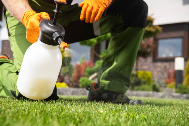 Wasp Removal Services in Bryant, WA