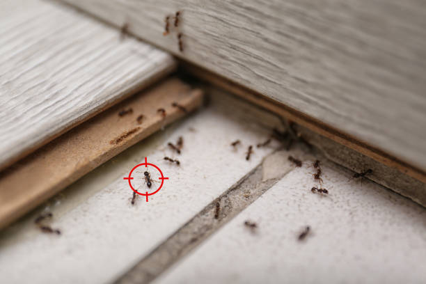 Best Spider Control Near Me  in Bryant, WA