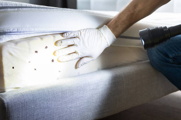Best Mosquito Control Services  in Bryant, WA